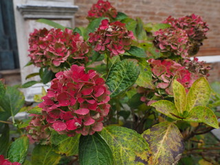Autumn,  hydrangea flowers.
