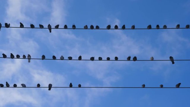 Flock of pigeons perched on electrical wires. Toronto, Ontario, Canada. Handheld shot with stabilized camera.