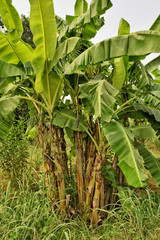 Banana tree plantation. Banana tree with a banana flower and growing young unripe bananas. Agriculture.