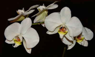 Stunning white Orchids. Black background. Beautiful tropical flowers.