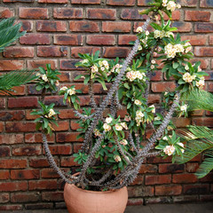 Flowers in a home garden