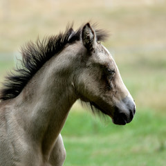 Obraz premium Poulain de profil .