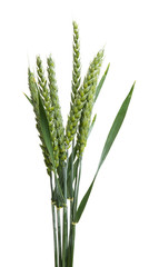 green ears of wheat isolated