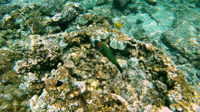 Overhead view of Saddleback Wrasse fish swimming in coral reef in Hawaii 4K
