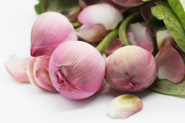 Lotus flower on white background.