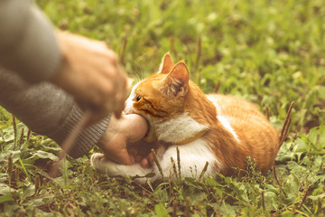Young playful cat is biting hand of a man