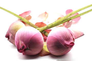 Lotus flower on white background.