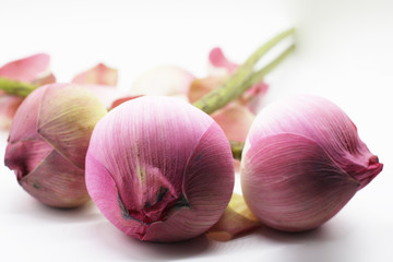 Lotus flower on white background.