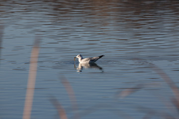 Seagull in water