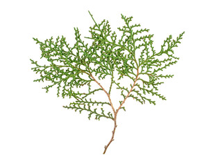 Thuja branch isolated on white background