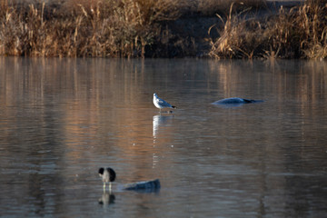 Seagull in water