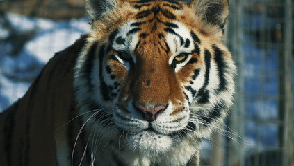 Close up view of tiger head. 
