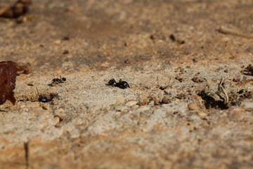 fotografias de insectos varios 