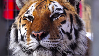 Close up view of tiger head. 