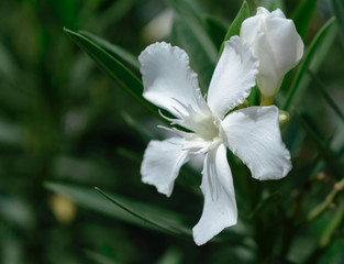 white flower