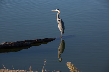 great blue heron in water