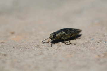fotografias de insectos varios 