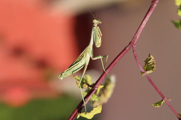 fotografias de insectos varios 