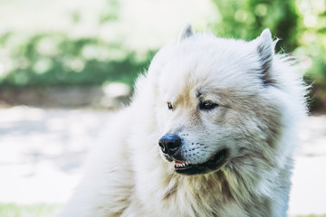 Chien beige de race eurasier