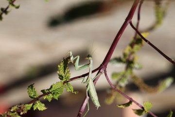 fotografias de insectos varios 