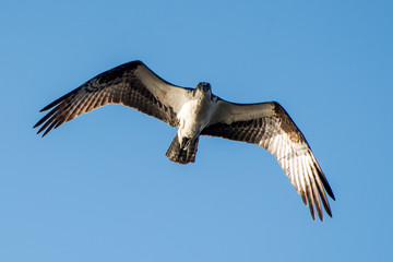 An osprey flying overhead.
