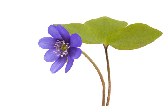 Fototapeta Hepatica nobilis isolated