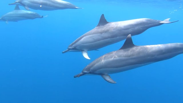 A pod of Hawaiian Spinner Dolphins dives under the water in slow motion 4K