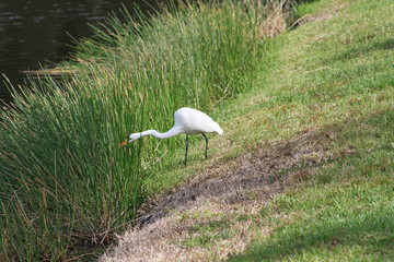 Great White Egret, yellow bill, white body, lonblack legs, pond