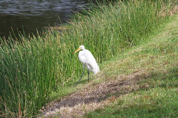 Great White Egret, yellow bill, white body, lonblack legs, pond