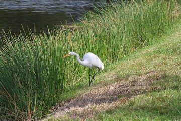 Great White Egret, yellow bill, white body, lonblack legs, pond