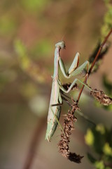 fotografias de insectos varios 