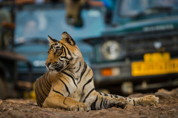 A road block by a father and cubs. Curious male tiger and his cubs at Ranthambore Tiger Reserve, India