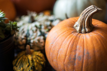 Close up of Seasonal Pumpkins
