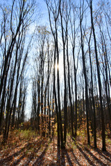 Obraz premium Forest in autumn, Dobrogea land, Romania
