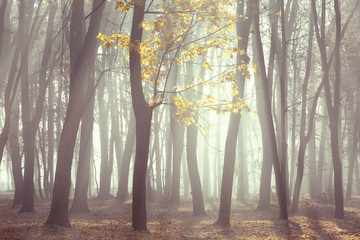 Bare late autumn forest, beautiful fall season background