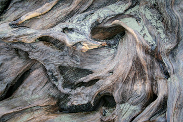 Driftwood swirls 