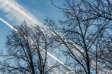 The photo of a group of crisp and blurred white traces of airplanes in a blue sky with dark silhouettes of branches of apple trees without leaves with red apples