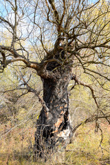 Fototapeta na wymiar Old dead willow tree. Burnt tree bark
