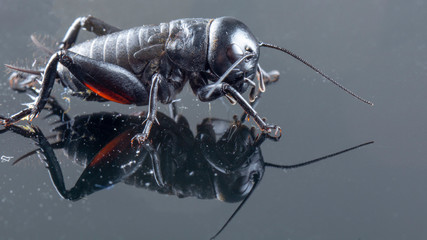 Cricket insect or Gryllidae isolated on a black background