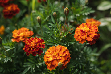 Marigold Flowers. Macro. Close-Up. Depth Of Field.