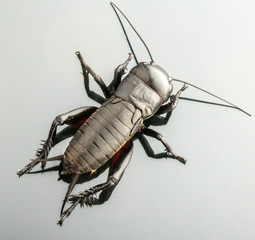 Cricket insect or Gryllidae isolated on a white background