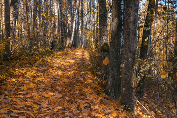 Fototapeta premium Yellow leaves fall to the in the autumn