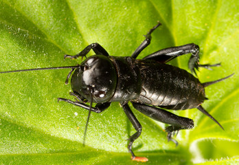 A close up of black cricket on leaf.