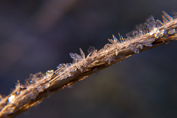 ice crystals on a blade of grass