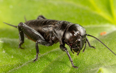 A close up of black cricket on leaf.