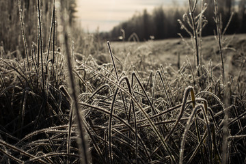 ice crystals on a blade of grass