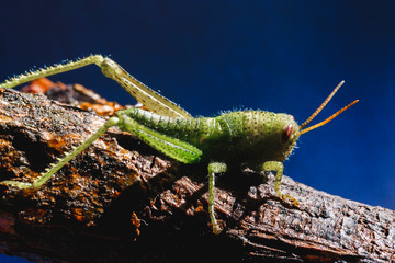 little insect. Green and little cricket.