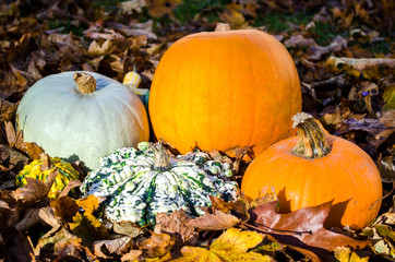 Collection of Pumpkin, Squash and Gourds in Leaves