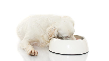 WHITE DOG EATING FOOD IN A BOWL. ISOLATED STUDIO SHOT AGAINST WHITE BACKGROUND.
