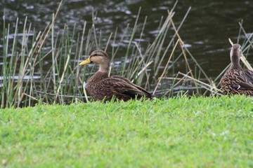 Molted Ducks, brown body, yellow bill, looks like female malard, pond